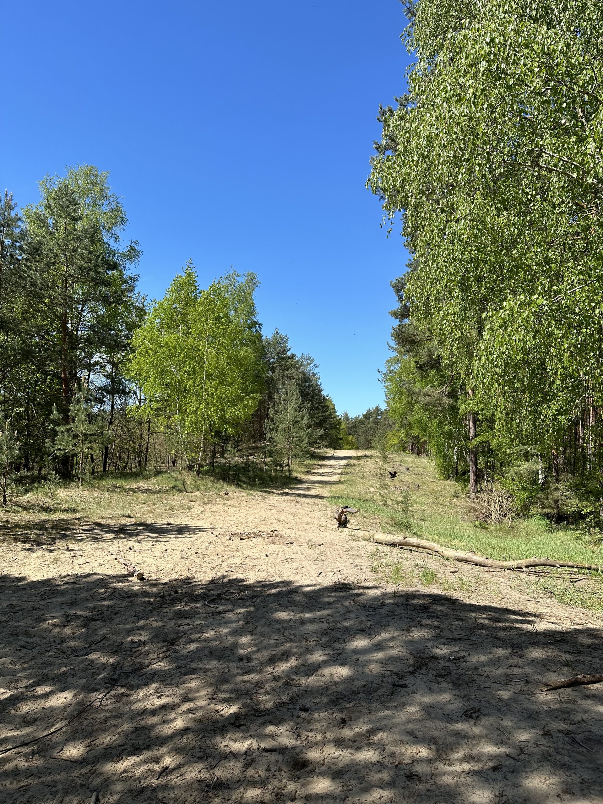 Impressionen Waldspaziergang